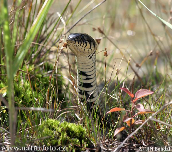 Užovka obojková (Natrix natrix)