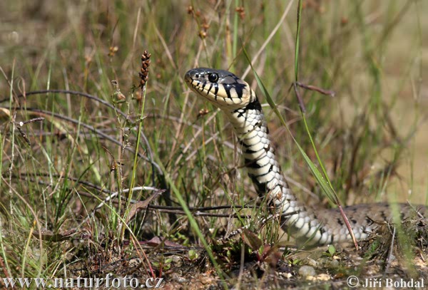 Užovka obojková (Natrix natrix)