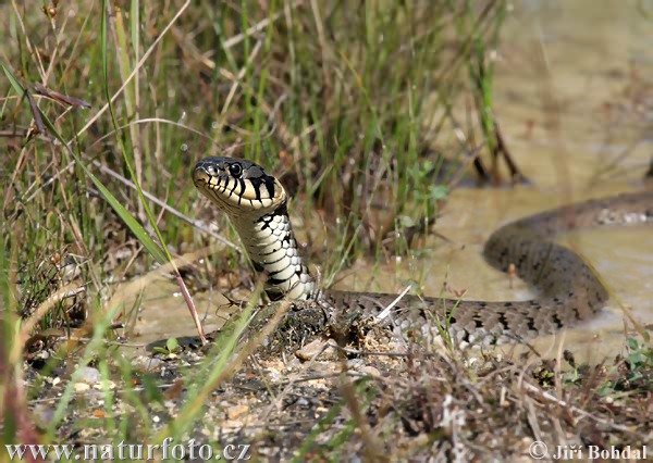 Užovka obojková (Natrix natrix)