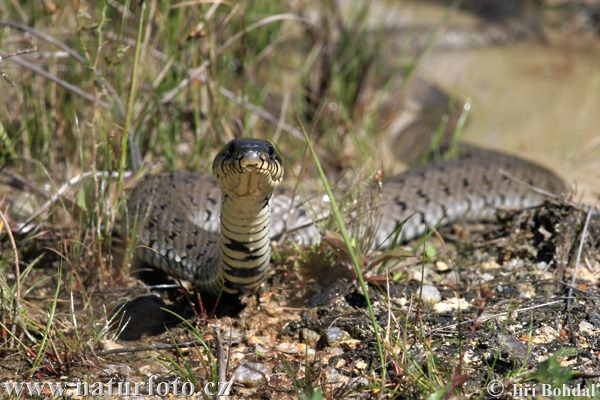 Užovka obojková (Natrix natrix)