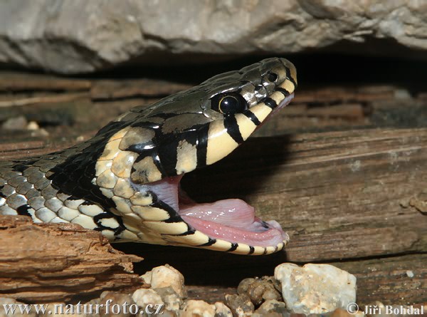 Užovka obojková (Natrix natrix)