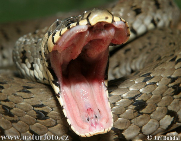 Užovka obojková (Natrix natrix)