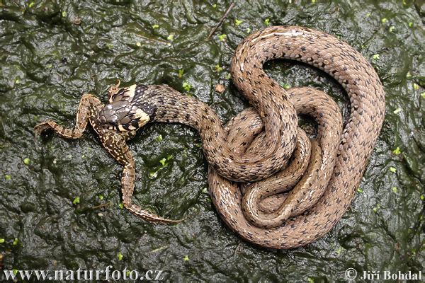 Užovka obojková (Natrix natrix)