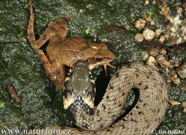 Užovka obojková (Natrix natrix)