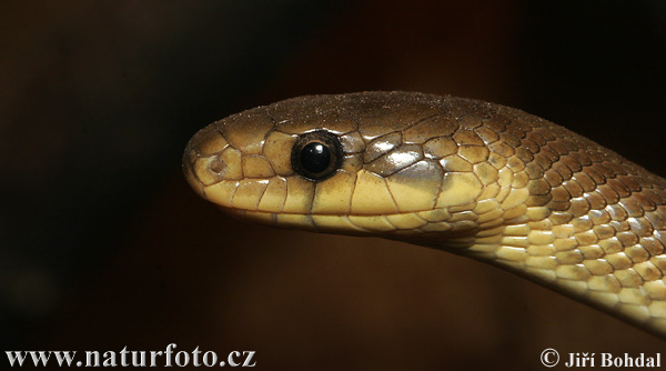 Užovka stromová (Zamenis longissimus)