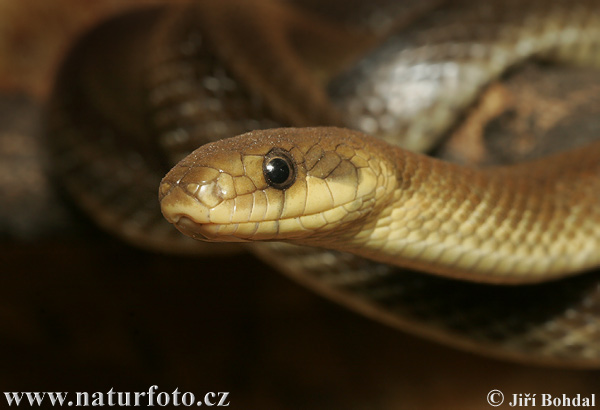 Užovka stromová (Zamenis longissimus)