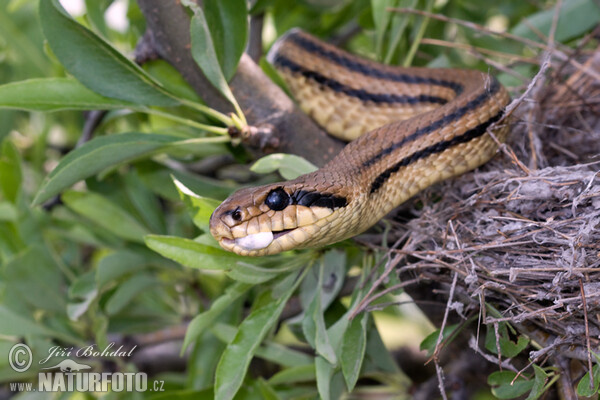 Užovka štvorpása (Elaphe quatuorlineata)