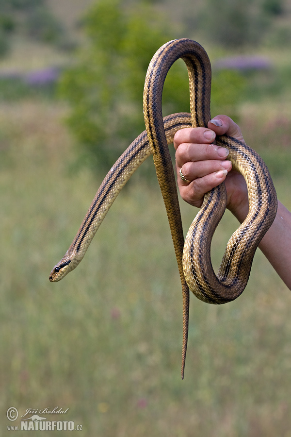 Užovka štvorpása (Elaphe quatuorlineata)