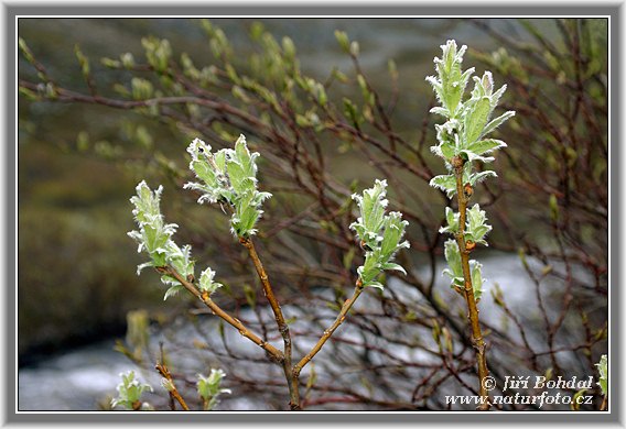 Vŕba (Salix)