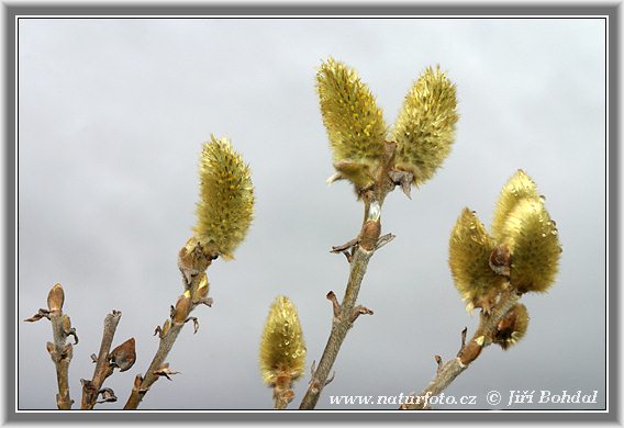 Vŕba (Salix)