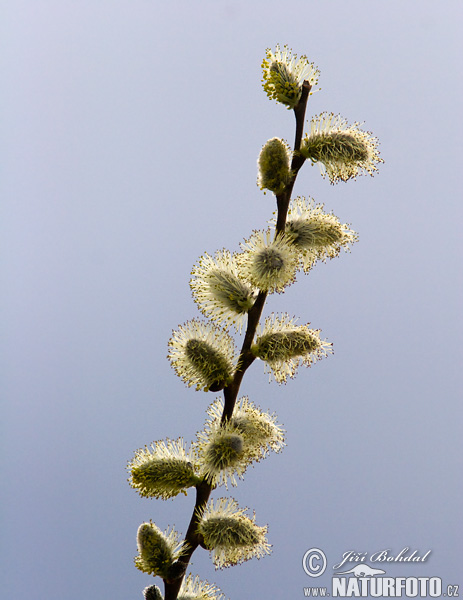 Vŕba rakytová (Salix caprea)