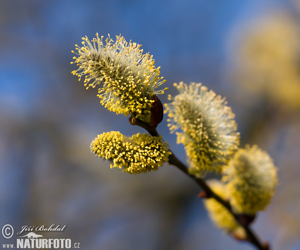 Vŕba rakytová (Salix caprea)