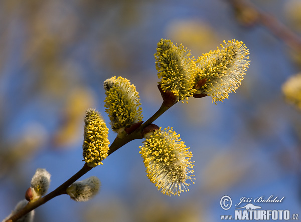 Vŕba rakytová (Salix caprea)