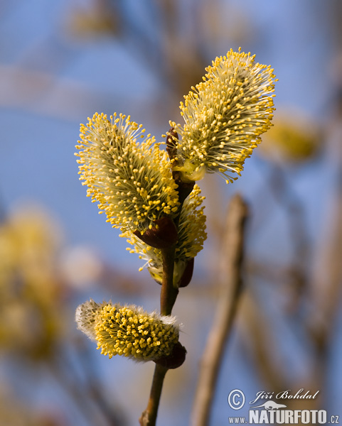 Vŕba rakytová (Salix caprea)