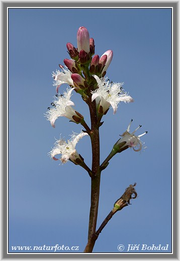 Vachta třílistá (Menyanthes trifoliata)