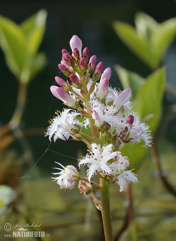 Vachta trojlistá (Menyanthes trifoliata)