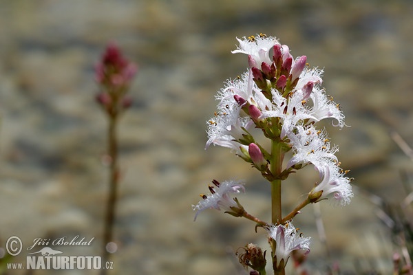 Vachta trojlistá (Menyanthes trifoliata)