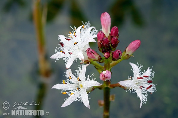 Vachta trojlistá (Menyanthes trifoliata)