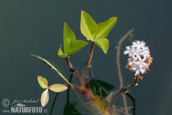 Vachta trojlistá (Menyanthes trifoliata)