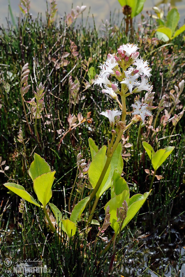 Vachta trojlistá (Menyanthes trifoliata)