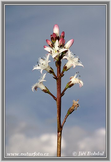 Vachta trojlistá (Menyanthes trifoliata)