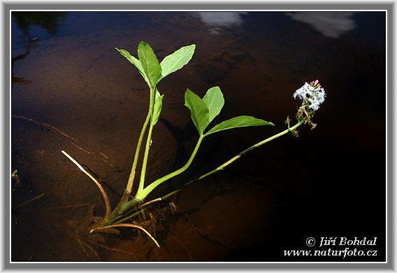 Vachta trojlistá (Menyanthes trifoliata)