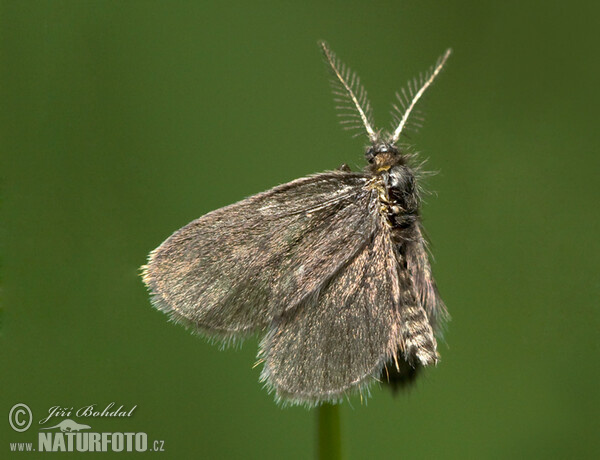 Vakonoš (Psychidae sp.)