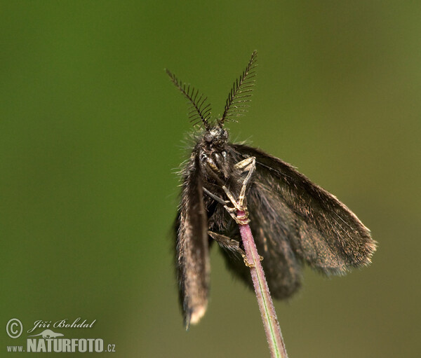 Vakonoš (Psychidae sp.)