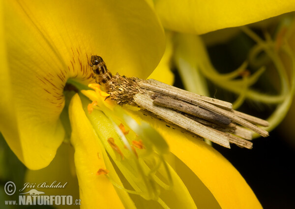 Vakonoš (Psychidae sp.)