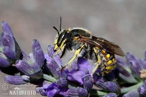 Valchářka obecná (Athidium manicatum)