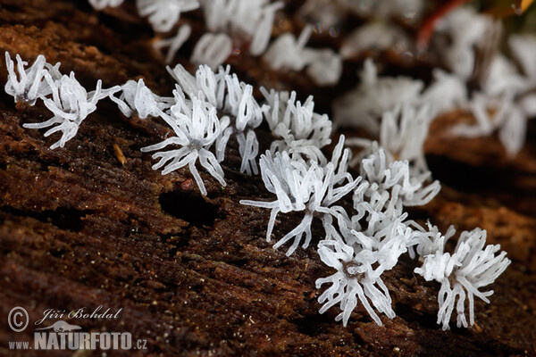 Válečkovka keříčkovitá (Ceratiomyxa fruticulosa)