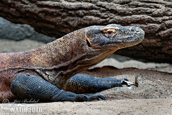 Varan komodský (Varanus komodoensis)