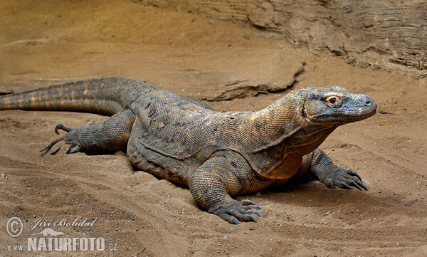 Varan komodský (Varanus komodoensis)