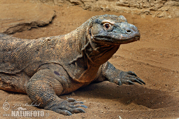 Varan komodský (Varanus komodoensis)