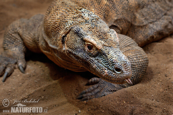 Varan komodský (Varanus komodoensis)