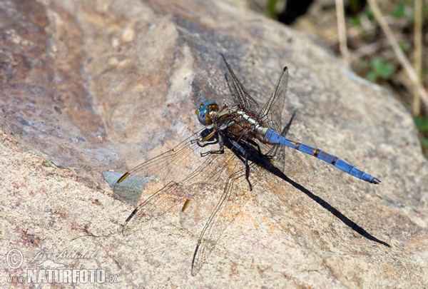 Vážka (Orthetrum chrysostigma)