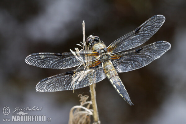 Vážka čtyřskvrnná (Libellula quadrimaculata)