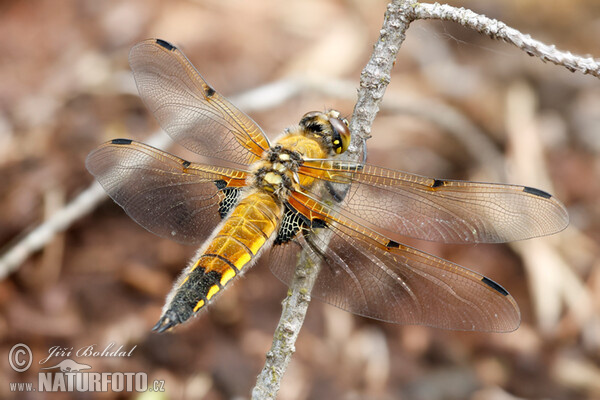 Vážka čtyřskvrnná (Libellula quadrimaculata)