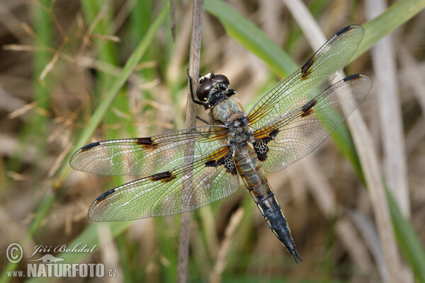 Vážka čtyřskvrnná (Libellula quadrimaculata)