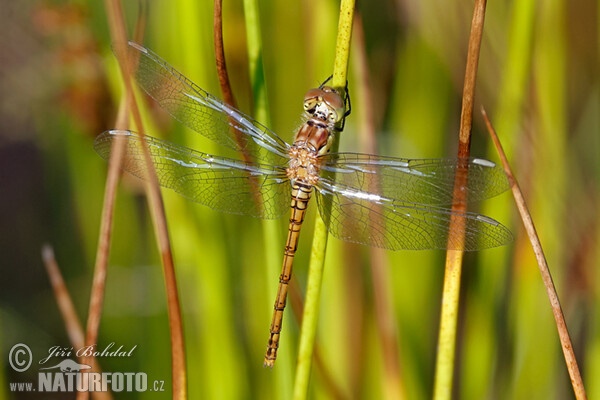 Vážka obecná (Sympetrum vulgatum)