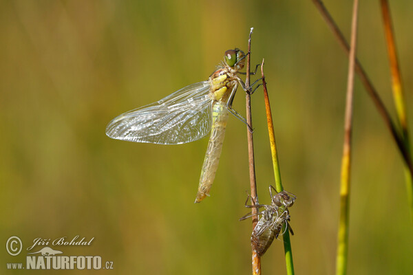 Vážka obecná (Sympetrum vulgatum)