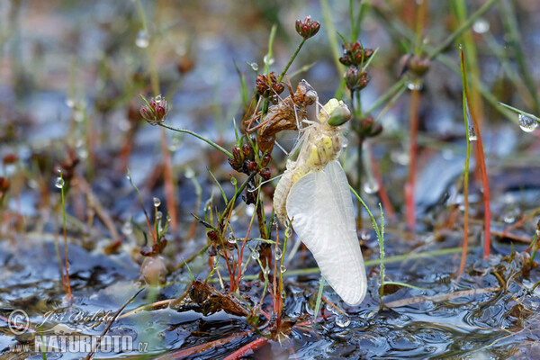 Vážka obecná (Sympetrum vulgatum)