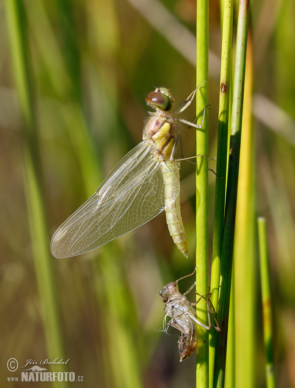 Vážka obyčajná (Sympetrum vulgatum)