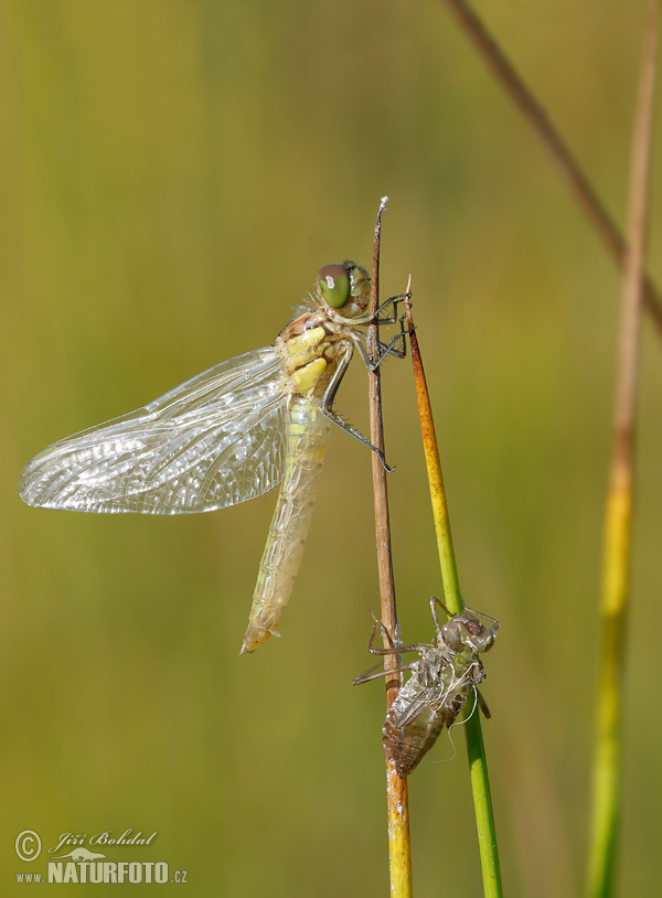 Vážka obyčajná (Sympetrum vulgatum)