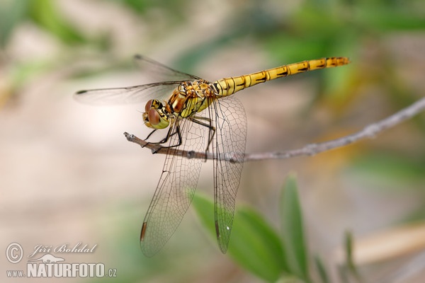 Vážka rumělková (Sympetrum depressiusculum)