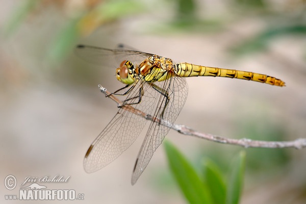 Vážka rumělková (Sympetrum depressiusculum)