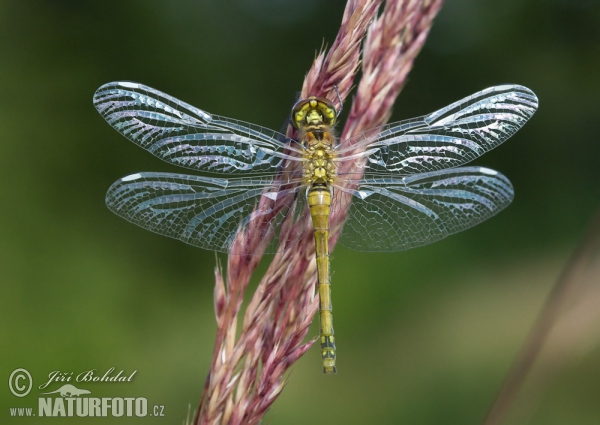 Vážka tmavá (Sympetrum danae)