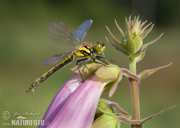 Vážka tmavá (Sympetrum danae)