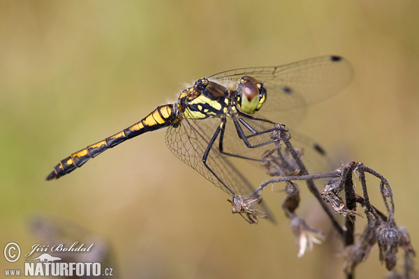 Vážka tmavá (Sympetrum danae)