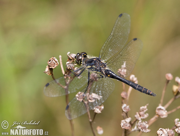 Vážka tmavá (Sympetrum danae)